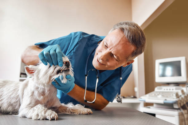 Best Broken or Cracked Tooth Emergency Dentist in Muttontown, NY